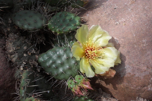 opuntia humifusa x op.fragilis